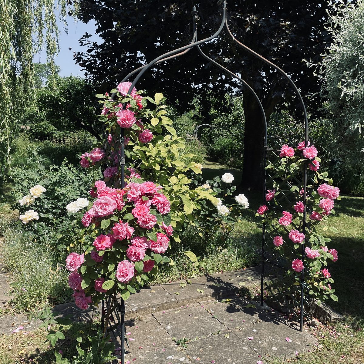 A rose-covered garden arch and path in the New Forest