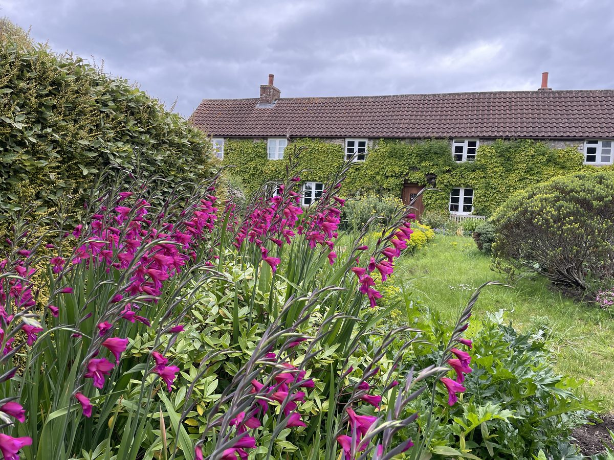 An overgrown garden restored by Lymington Landscapes & Gardens