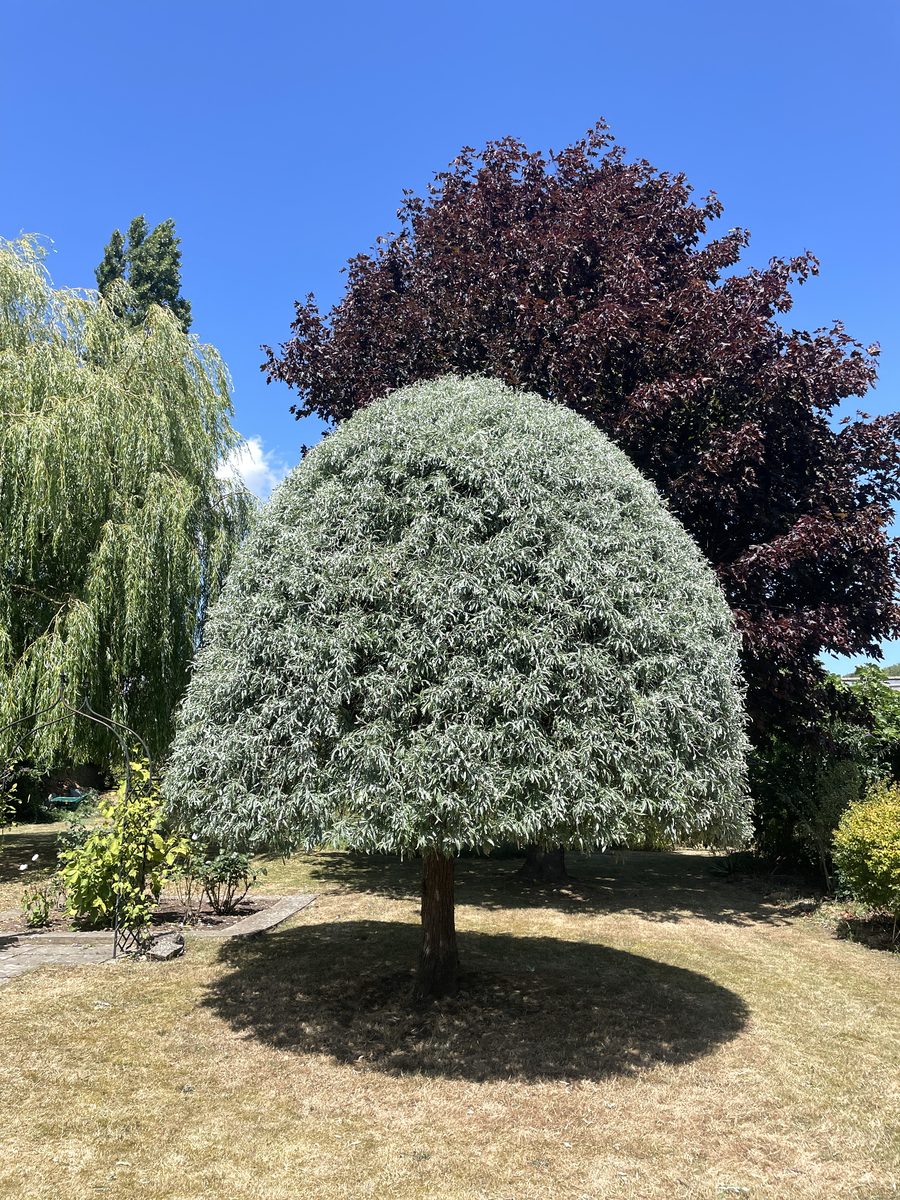 Tree after being carefully shaped by Lymington Landscapes & Gardens