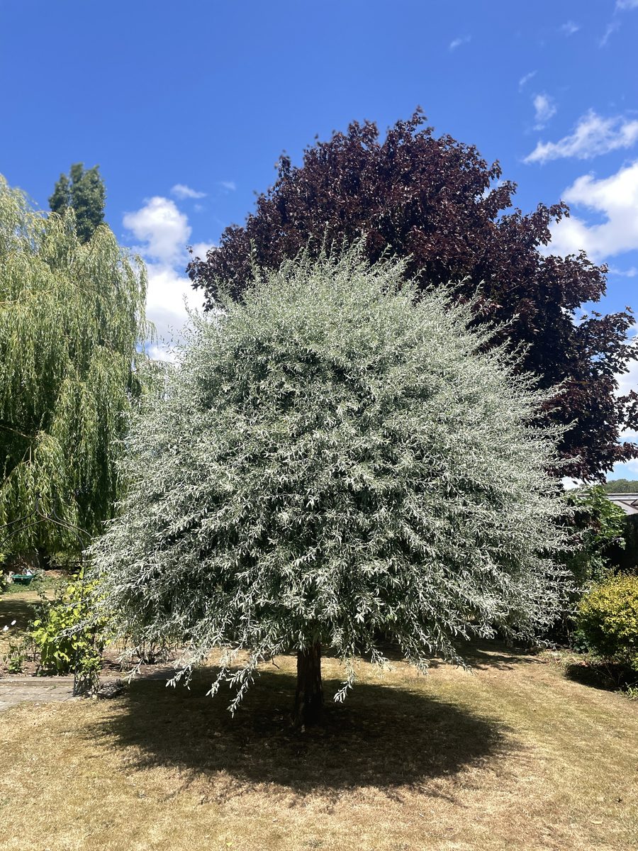 Overgrown tree before being shaped by Lymington Landscapes & Gardens